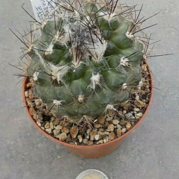 Copiapoa maritima kn 1709