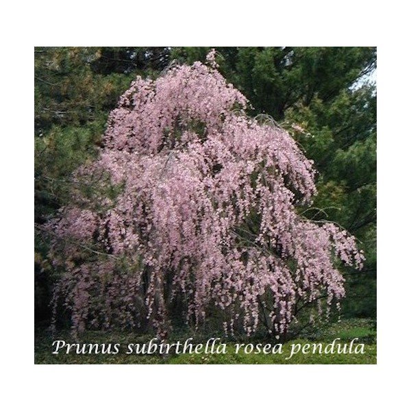 Prunus subhirtella rosea pendula