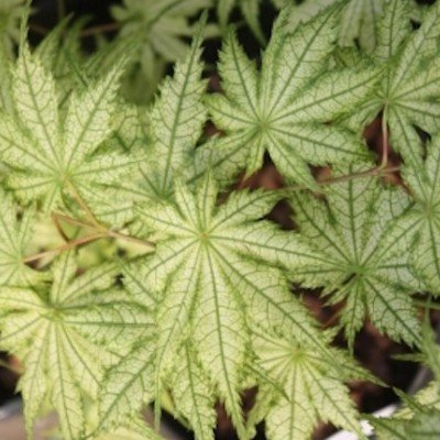 Acer Palmatum Reticulatum