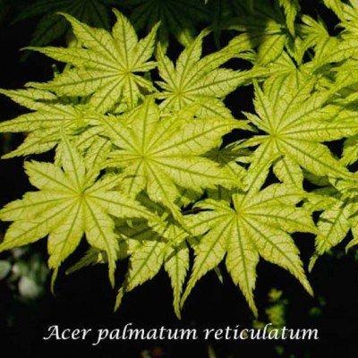Acer Palmatum Reticulatum