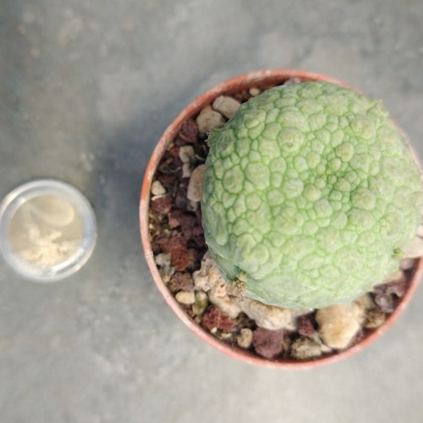 Pseudolithops Magirtinus