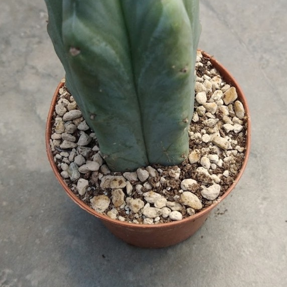 Trichocereus pachanoi