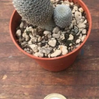 Rebutia Heliosa heliosa