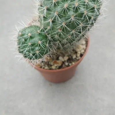 Rebutia carminifilametosa