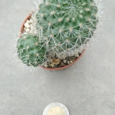 Rebutia carminifilametosa