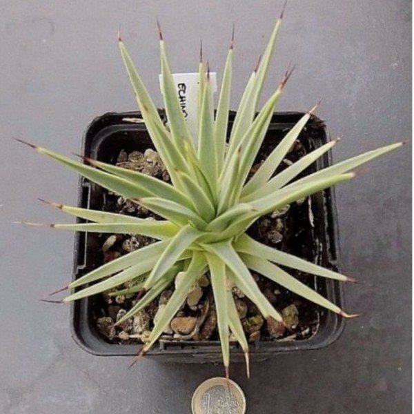 Agave stricta echinoides