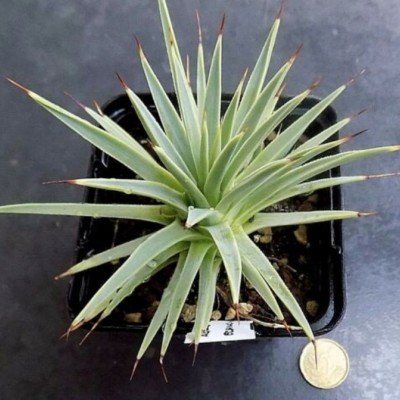 Agave stricta echinoides