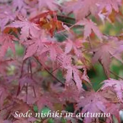 Acer palmatum Sode Nishiki