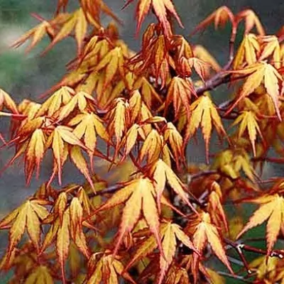 Acer palmatum Sode Nishiki