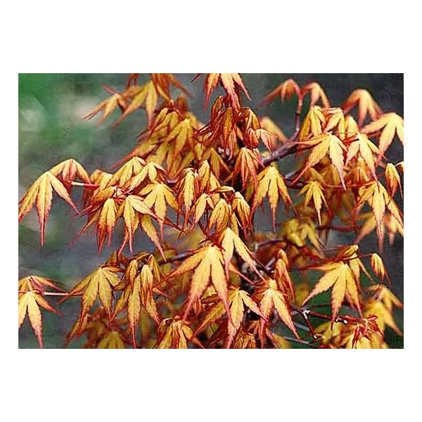 Acer palmatum Sode Nishiki