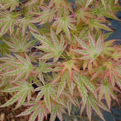 Acer palmatum “Higasayama vaso lt. 2