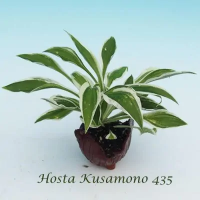 Hosta Kusamono 435