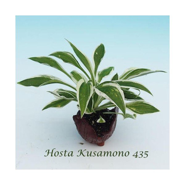 Hosta Kusamono 435