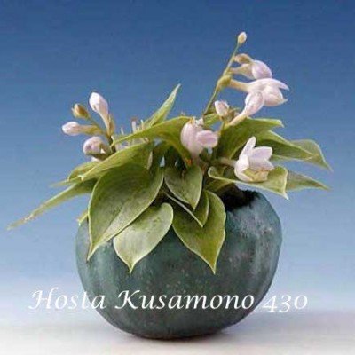 Hosta Kusamono 430