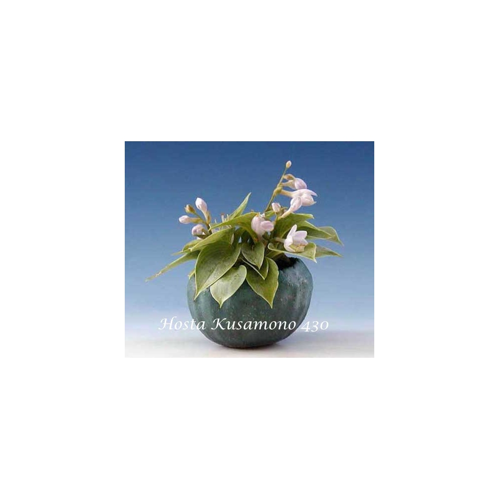 Hosta Kusamono 430