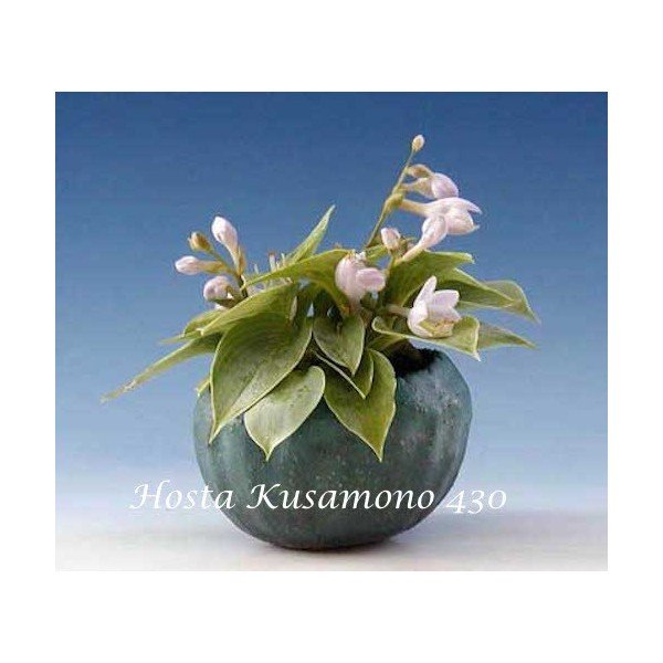 Hosta Kusamono 430