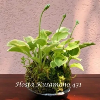 Hosta Kusamono 431