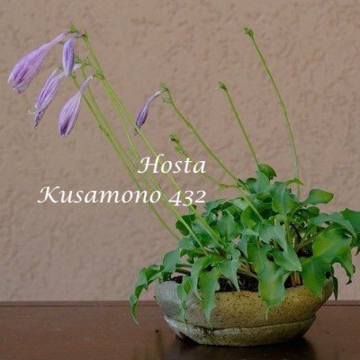 Hosta Kusamono 435