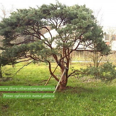 Pinus sylvestris nana glauca