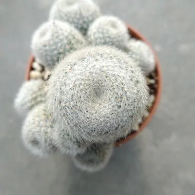 Rebutia heliosa hyb 