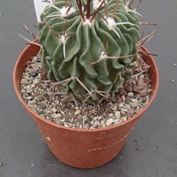 Echinofossulocactus Lamellosus