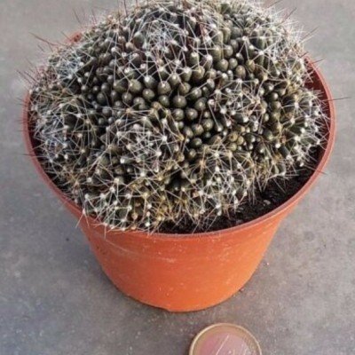 mammillaria painteri f. monstruosa