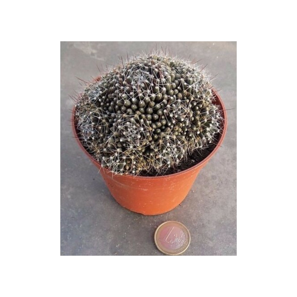 mammillaria painteri f. monstruosa