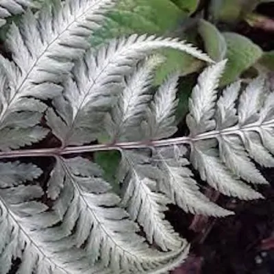 Athyrium Niponicum 'Red beauty - Fern, felce perenne