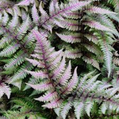 Athyrium Niponicum 'Red beauty - Fern, felce perenne