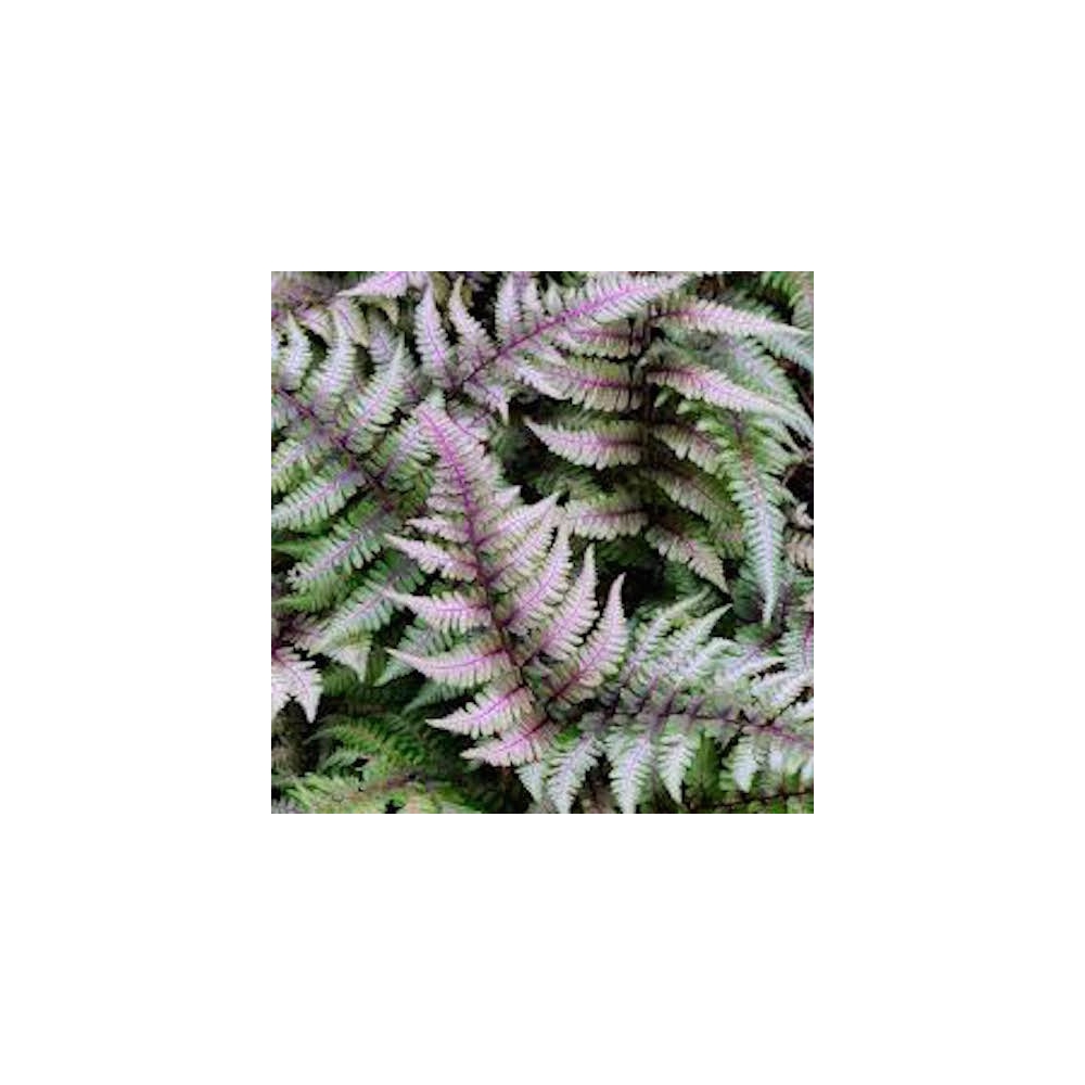 Athyrium Niponicum 'Red beauty - Fern, felce perenne