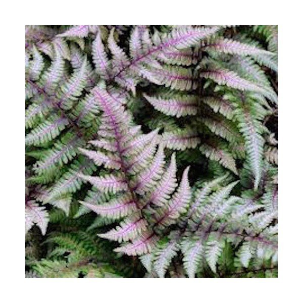 Athyrium Niponicum 'Red beauty - Fern, felce perenne