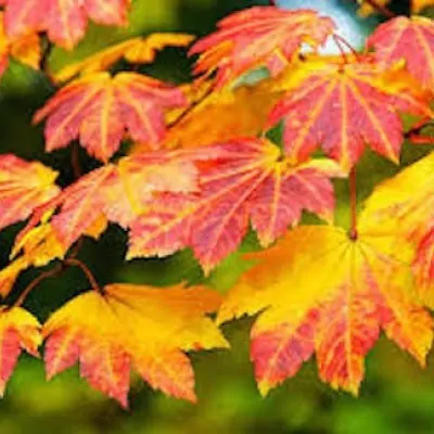 Acer Japonicum Vitifolium