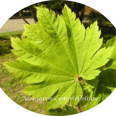Acer Japonicum Vitifolium