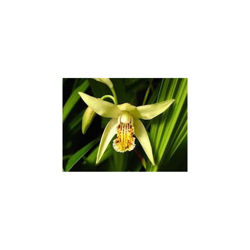 Bletilla striata yellow river - orchidea da giardino