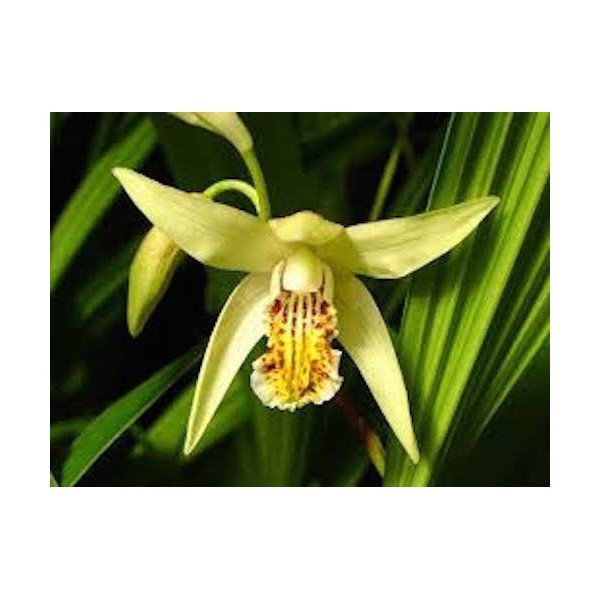 Bletilla striata yellow river - orchidea da giardino