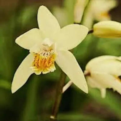 Bletilla striata yellow river - orchidea da giardino