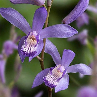 Bletilla striata blue billow  orchidea da giardino