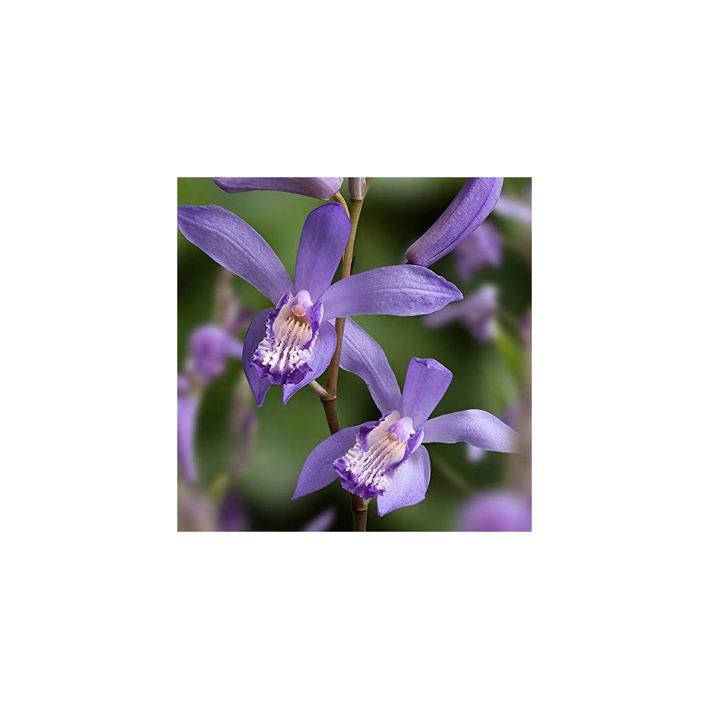 Bletilla striata blue billow  orchidea da giardino