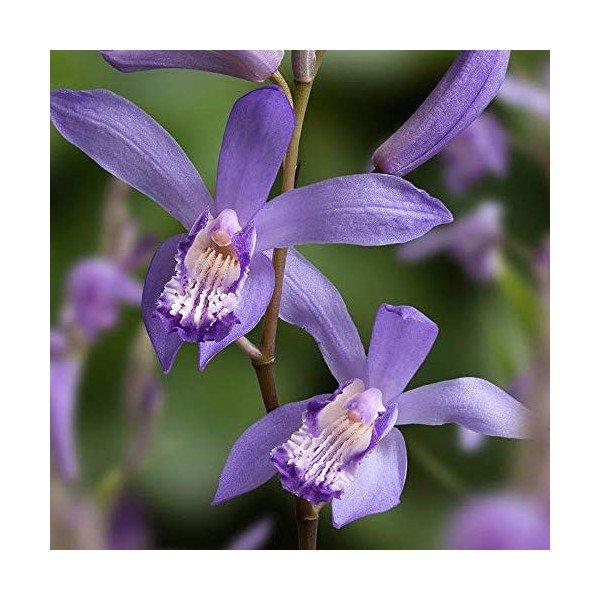 Bletilla striata blue billow  orchidea da giardino