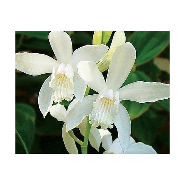 Bletilla striata alba orchidea da giardino