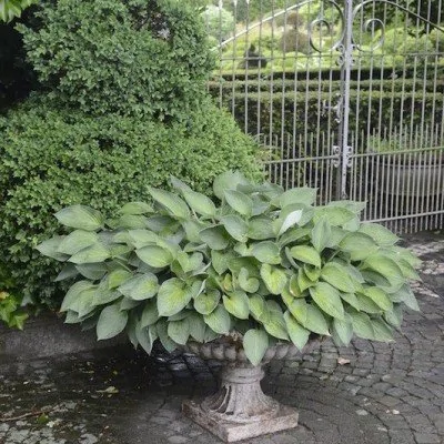 Hosta Pacific Blue Edger