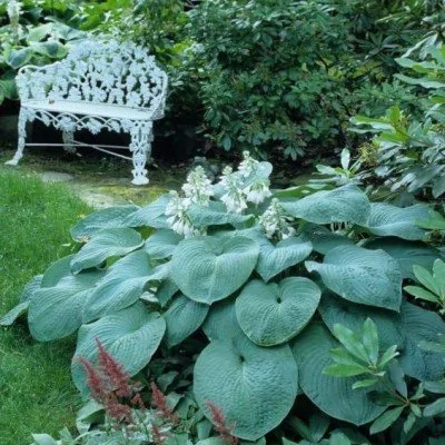 Hosta Blue Mammouth