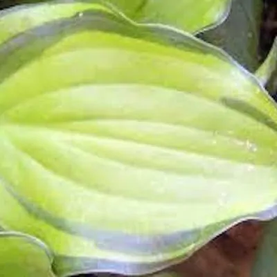 Hosta Kusamono 432