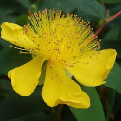 HYPERICUM CALYCINUM