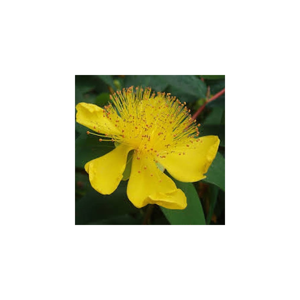 HYPERICUM CALYCINUM