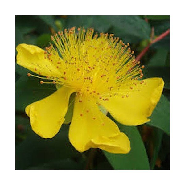 HYPERICUM CALYCINUM