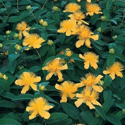 HYPERICUM CALYCINUM