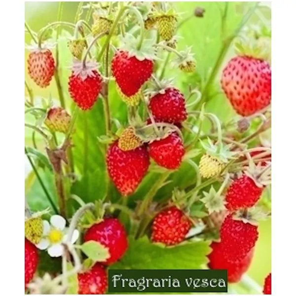 Fragola di bosco (Fragraria Vesca)