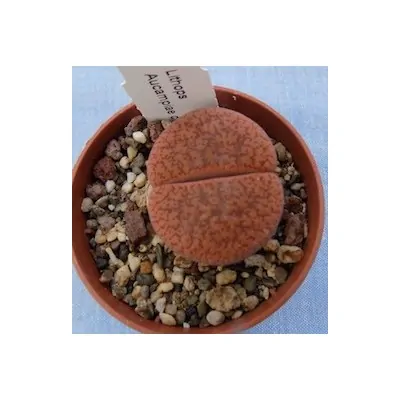 Lithops Aucampiae C 172