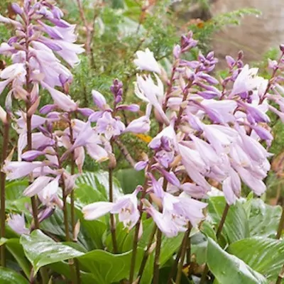 Hosta Invincible